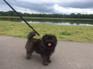 Maks at Lee Lake HOR