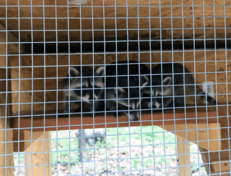 wild heart ranch wildlife rescue and rehabilitation mo wild heart ranch wildlife rescue and rehabilitation mo