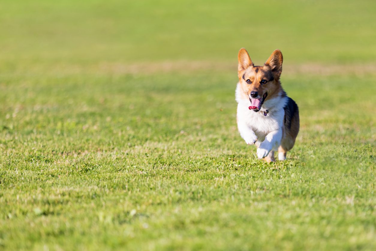 Young Corgi dog with her tongue out is running across a green grass field
