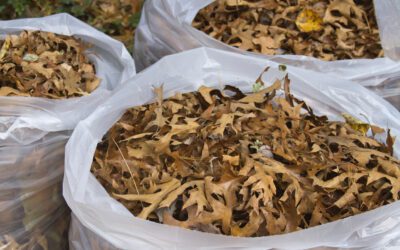 Free yard debris collection underway this week