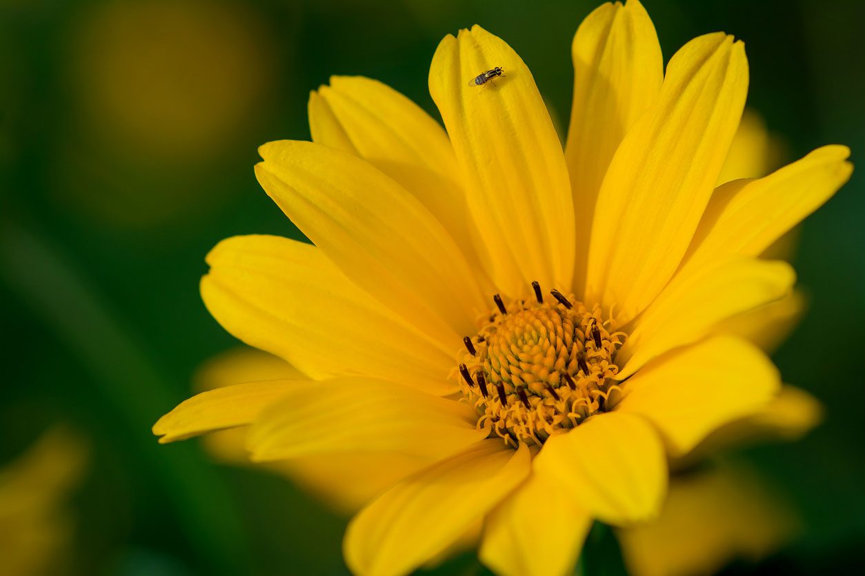 Helianthus pauciflorus, also known as Stiff Sunflower