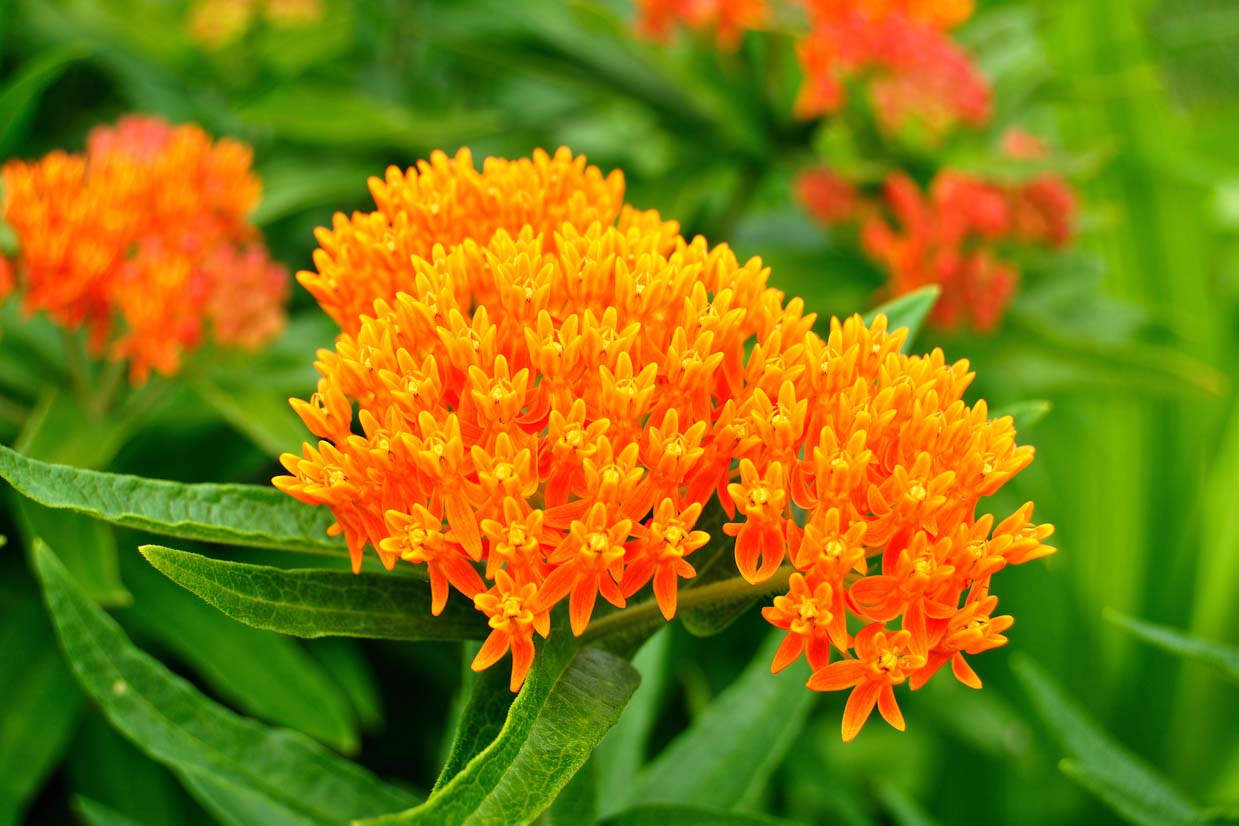 Butterfly Weed (Asclepias tuberosa) Milkweed Wildflower